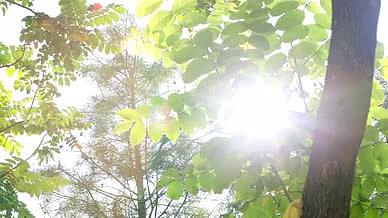 4K实拍治愈温暖阳光逆光植物树叶漏光视频的预览图